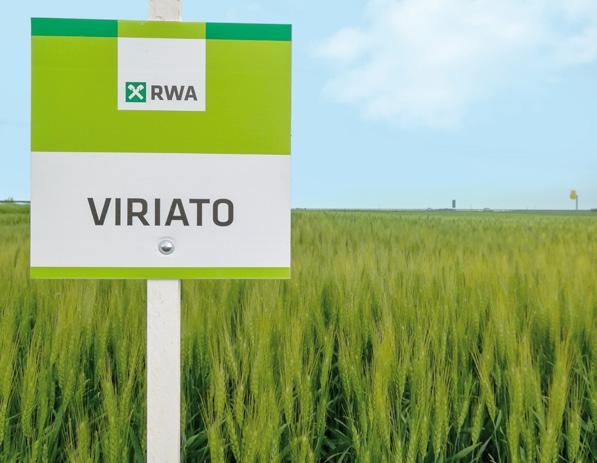 VIRIATO Viriato je sorta sa osjem pogodna za gajenje u svim proizvodnim uslovima.