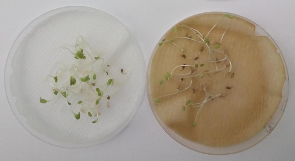 Slika 4. Utjecaj vodenih ekstrakata od stabljike vrste O. biennis na klijavost i rast klijanaca salate Slika 5.