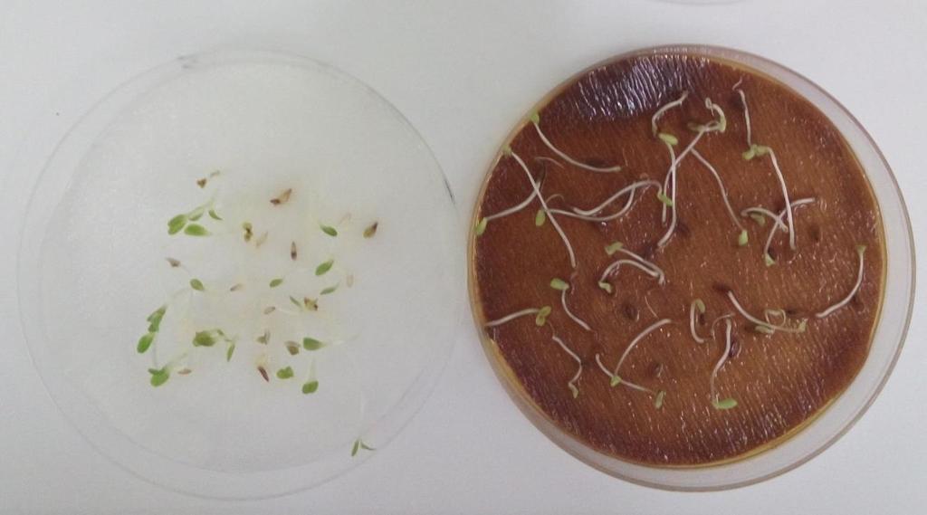 biennis na klijavost i rast klijanaca salate Smanjenje klijavosti sjemena uslijed djelovanja vodenih ekstrakata navode i drugi autori.
