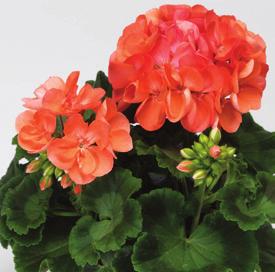 Deep Lavender 36-14 100 AJ0641 PELARGONIUM ZONALE Compact