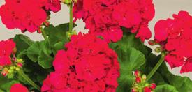 Pink 36-14 100 AJ0389 PELARGONIUM ZONALE Compact Line Salmon