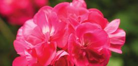 Zone LTD NOVO 36-14 100 AJ0644 PELARGONIUM ZONALE Compact