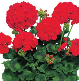 PELARGONIUM ZONALE AJ0644 PEL. ZON. Compact Line Samba AJ0645 PEL.