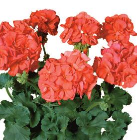 PELARGONIUM ZONALE AJ0685 PEL. ZON. Tango Neon Purple AJ0741 PEL.