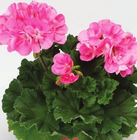 36-14 100 AJ0687 PELARGONIUM ZONALE Tango Pink 36-14 100 AJ0684