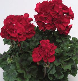 ZONALE Tango Rose Splash 36-14 100 AJ0105 PELARGONIUM ZONALE