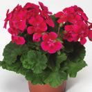 PELARGONIUM ZONALE