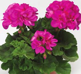 PELARGONIUM ZONALE Classic Noblesse 36-14 100 AJ0201 PELARGONIUM ZONALE Classic White 36-14