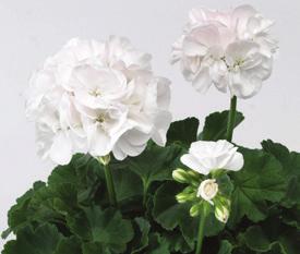 PELARGONIUM ZONALE