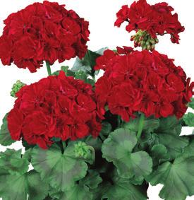 36-14 100 AJ0598 PELARGONIUM ZONALE Americana Rose