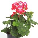 PELARGONIUM PELTATUM 9102015 PELARGONIUM ZONALE Bunny Strawberry Ice 36-14 100 9102181