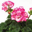 9101328 PELARGONIUM ZONALE Bunny Scarlet 36-14 100 9102015 PEL. ZON. Bucks Bunny Strawberry Ice 9102181 PEL.