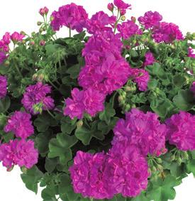 AJ0654 PELARGONIUM PELTATUM Corriente Arctic Red 36-14 100 9101978