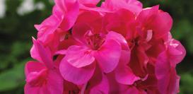 PELTATUM Corriente Dark Pink 36-14 100 9101541 PELARGONIUM PELTATUM Corriente