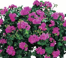 Corriente Red 36-14 100 9102184 PELARGONIUM PELTATUM Corriente White 36-14