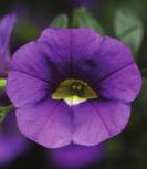 100 AJ0301 CALIBRACHOA HYBRIDA Callie Deep Blue 46-4, 12-14 100