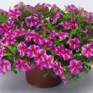 IMP. NOVO 46-4, 12-14 100 9101359 CALIBRACHOA HYBRIDA Callie Purple