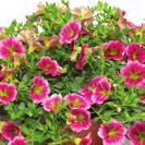 Red 2 NOVO 46-4, 12-14 100 9101361 CALIBRACHOA HYBRIDA Double Blue