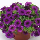 Burgundy Red LTD NOVO 46-4, 12-14 100 9101364 CALIBRACHOA HYBRIDA