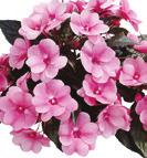 Paradise Timor 46-4, 12-14 84 9101365 IMPATIENS NEW GUINEA Paradise Woya 46-4, 12-14 84