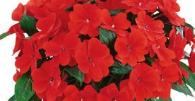 12-14 84 9101377 IMPATIENS NEW GUINEA Sonic Magic Pink 46-4, 12-14 84 9101378 IMPATIENS