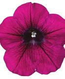 PETUNIA HYBRIDA Dekko Light Blue 46-4, 12-14 100 9101411 PETUNIA HYBRIDA