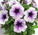 12-14 100 9101413 PETUNIA HYBRIDA Dekko White 46-4, 12-14 100 9101404