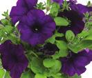 AJ0335 PETUNIA HYBRIDA Surfinia Hot Pink 46-4, 12-14 100 9101572 PETUNIA