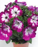 Surfinia Purple 46-4, 12-14 100 AJ0338 PETUNIA HYBRIDA Surfinia White