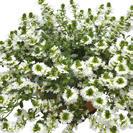 White 9101419 SUTERA (Bacopa) Cabana Hot