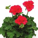 AJ0377 PELARGONIUM INTERSPECIFIC Calliope L Lavender Splash 36-14 100 9101946 PELARGONIUM INTERSPECIFIC