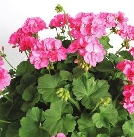 PELARGONIUM