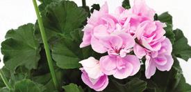 Calliope M Light Lavender 36-14 100 9101971 PELARGONIUM INTERSPECIFIC Calliope M Mega Rose Splash