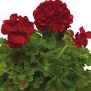 INTERSPECIFIC Calliope M Red 36-14 100 AJ0110 PELARGONIUM INTERSPECIFIC Calliope M Red Splash