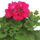 INTERSPECIFIC Calliope M Scarlet Red 36-14 100 9101962 PELARGONIUM INTERSPECIFIC Calliope M