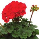 PELARGONIUM INTERSPECIFIC AJ0376 PELARGONIUM INTERSPECIFIC