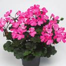 PELARGONIUM INTERSPECIFIC Calliope Landscape Fire Imp 36-14