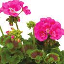 Calliope Landscape Lavender 36-14 100 AJ0375 PELARGONIUM