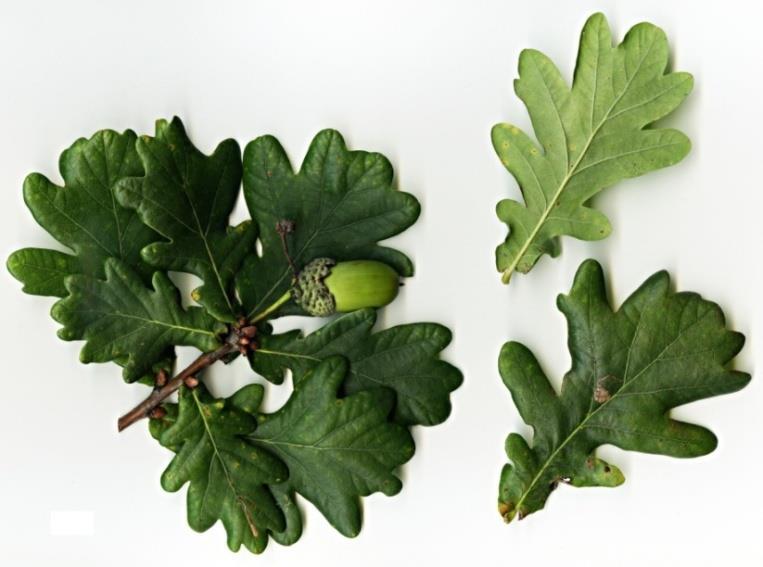 1. UVOD 1.1. Morfologija, biologija i stanište Quercus robur L. Hrast lužnjak (Quercus robur L.) je bjelogorično stablo koje pripada porodici Fagaceae.