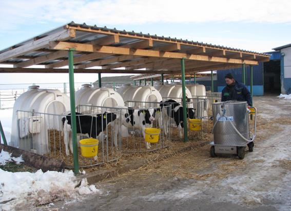 Slika 3. Napajanje teladi uz pomoć Milk-tai-a Tablica 5. shema hranidbe teladi tekućom hranom Dan/tjedan pokusa Punomasno pasterizirano mlijeko (lit./dan) 1.