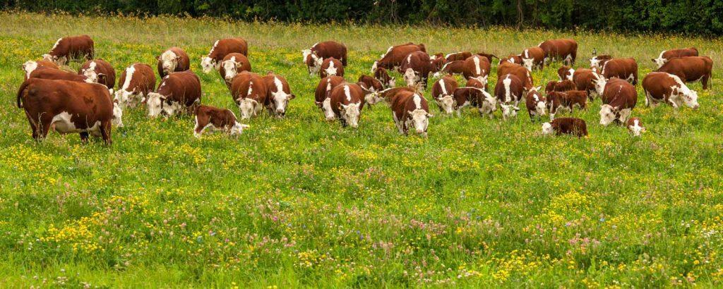 Slika 4.4.2.1. Goveda pasmine Hereford na paši s velikim brojem biljnih vrsta. Izvor: https://farmwildlife.