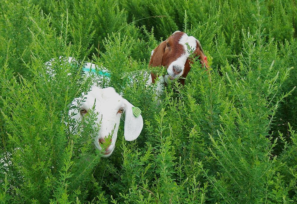 Prema Burkeu i sur. (2012.), neki poljoprivrednici u SAD-u koriste se mahunarkom lespedezom (Lespedeza cuneata) u kontroli određenih vrsta nematoda (Slika 4.6.2.1.). Kondenzirani tanini u biljci djeluju na nematode u ključnim životnim stadijima te tako predstavljaju prirodni lijek (Hoste i sur.