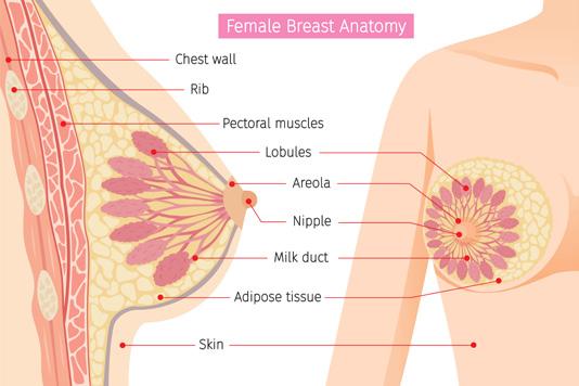 ESMO Vodič Patients za pacijente Guide Šta What je is rak breast dojke? cancer?