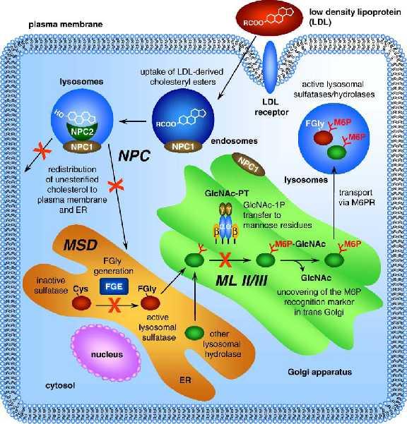 Slika 2. Molekularna osnova lizosomskih bolesti nakupljanja uzrokovanih ne-lizosomskim proteinima, među njima je i bolest NPC uzrokovana mutacijama većinom u genu NPC1, a manjim dijelom u genu NPC2.