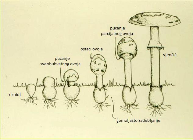 Slika 1. Razvojni stadiji gljive iz roda Amanita (Božac, 2007). 2.5.1. A. caesarea Blagva, A. caesarea (Scop.) Pers. je vrsta jestive gljive vrhunske kakvoće iz porodice Amanitaceae.