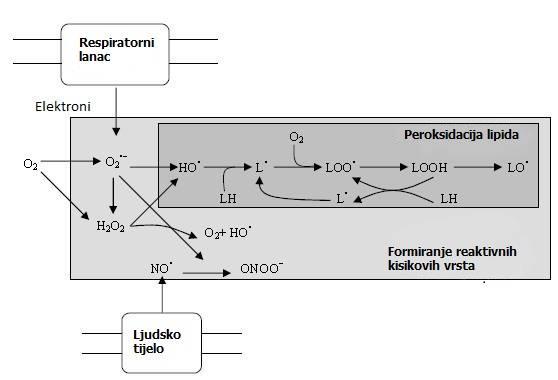 Slika 4. Peroksidacija lipida i stvaranje slobodnih radikala u ljudskom tijelu (Hallivell i Gutteridge, 1994).