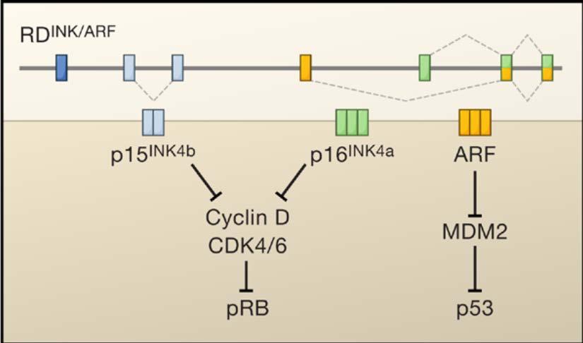 Slika 3. Lokus INK4a/ARF/INK4b. p15, 16 se vežu i inhibiraju CDK 4/6, dok ARF inhibira MDM2 protein što rezultira stabilizacijom p53 proteina.