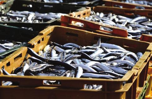 Dijeljenje brojem 10 Ribari s Krka donijeli su u ribarnicu 50 kilograma ribe. Razvrstali su je u 10 sanduka tako da je u svakome sanduku jednaka količina ribe.