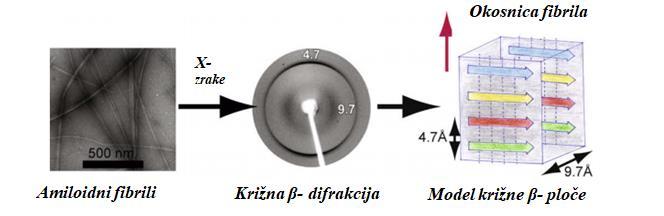 9 amiloidnih fibrila. Kombiniranjem podataka izvedenih iz tih metoda predloţeni su neki strukturni modeli, ali ove tehnike ne mogu dati strukture atomske razlučivosti. 1 