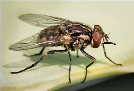Na većim površinama, istovremeno sa sjetvom ili sadnjom primjenjuju se dozvoljeni granulirani insekticidi, a na manjim površinama, ako se primjeti let muha koje su slične kućnoj muhi, zalijeva se i